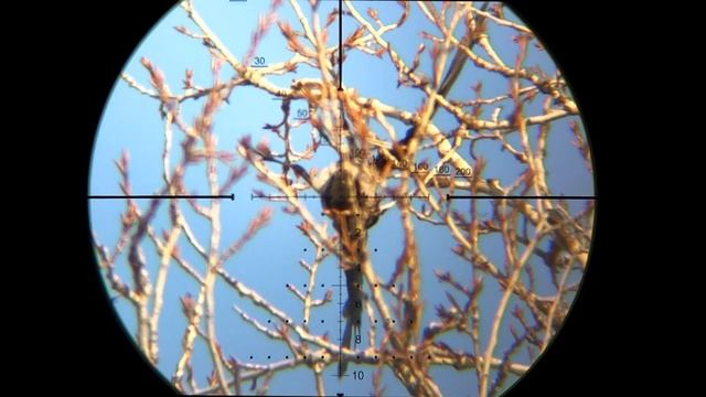 Прострел Вороньей головы!  Кто помнит?  Охота на Ворону с пневматики. Crowhunting.