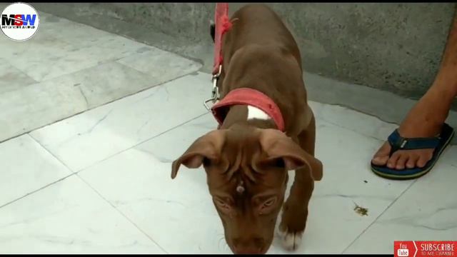 Red nose american pitbull terrier puppy ! pitbull terrier facts in hindi смотреть онлайн