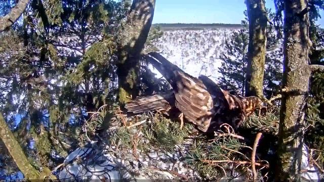 11:22 - 13:14 zelta Kaljukotkas pāris ligzdā/both work in the nest/ 2018.03.01 смотреть онлайн