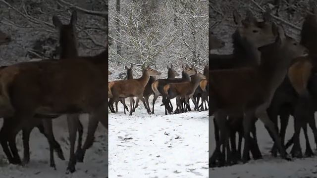 flock of wild animals. survival. winter forest.shorts/стая диких животных.выживание.зимний лес. смотреть онлайн