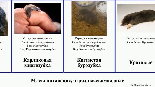 Млекопитающие, отряд насекомоядные млекопитающие отряд насекомоядные.mammal Eulipotyphla крот смотреть онлайн