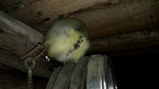 VID 20151017 224030 смотреть онлайн