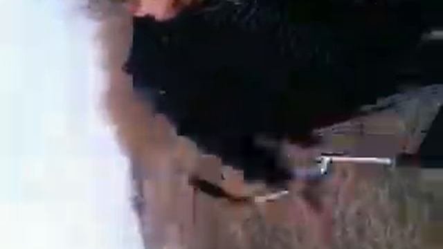 Velik za sotku utopil :D смотреть онлайн