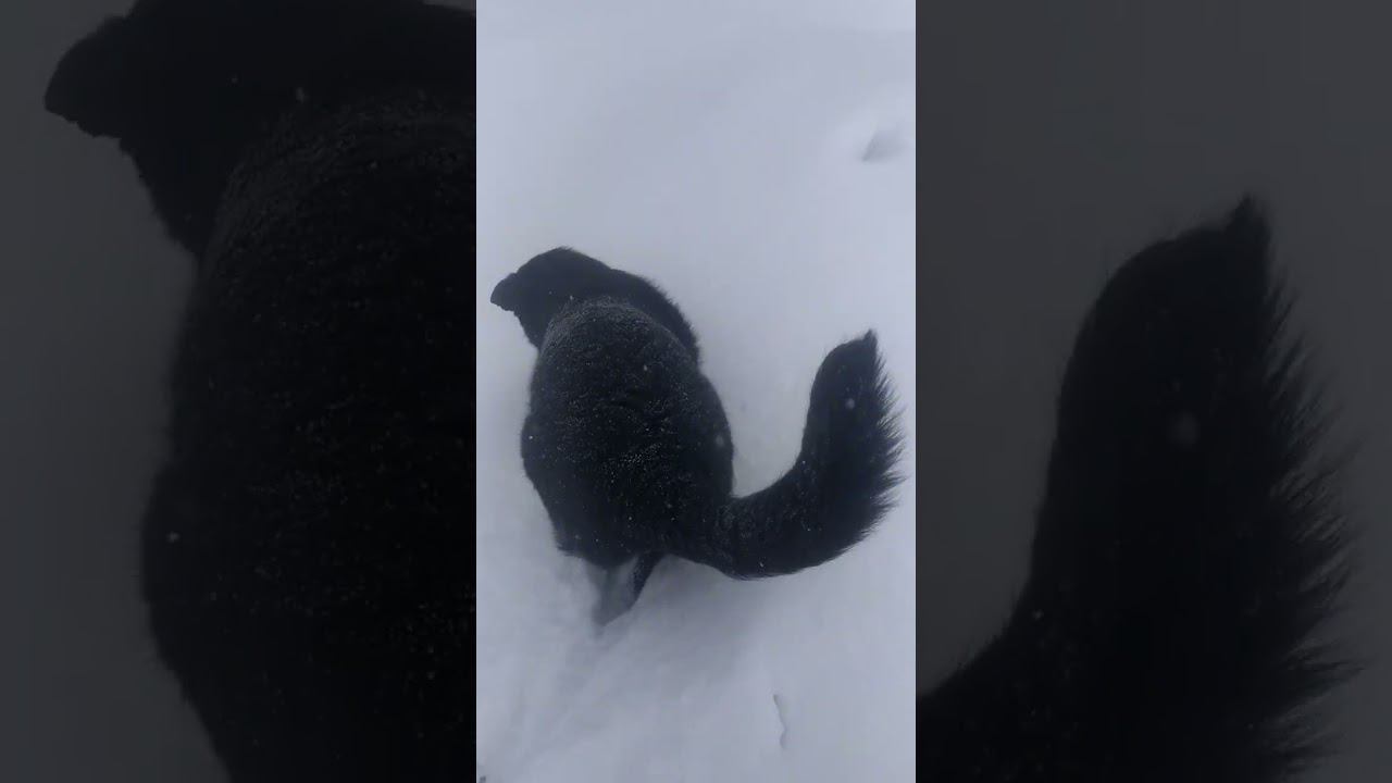 ВЕО черная Восточно Европейская Овчарка 31 смотреть онлайн