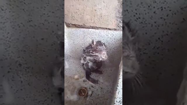 Выдра моется с мылом смотреть онлайн