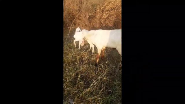 mola ali farmty han dost or dusman смотреть онлайн