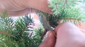 Как сделать прививку на ели? Создаем глауку глобозу на штамбе сами.