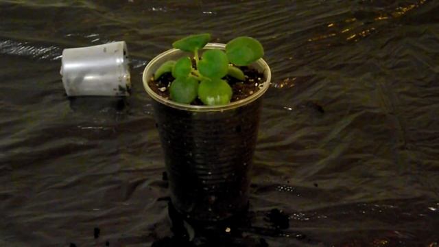 Выхаживание детки фиалки в живом мхе. Укоренение листика в соке алоэ. смотреть онлайн