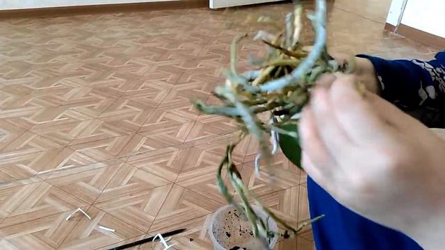 Орхидея После Покупки 2 смотреть онлайн