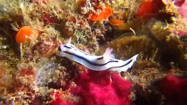 Голожаберники и другие обитатели Индонезии №2 смотреть онлайн