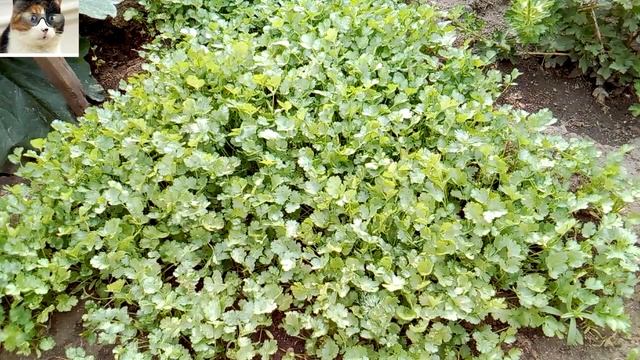 Как сажать кинзу семенами в открытом грунте смотреть онлайн