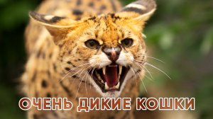 Очень дикие кошки