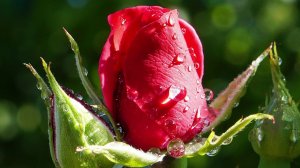 Посадка роз весной в грунт. Как посадить розу?