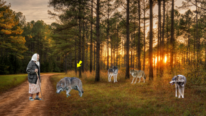 О Господи, да это же волки!»- и старушка обомлела, а что было дальше, невероятно...
