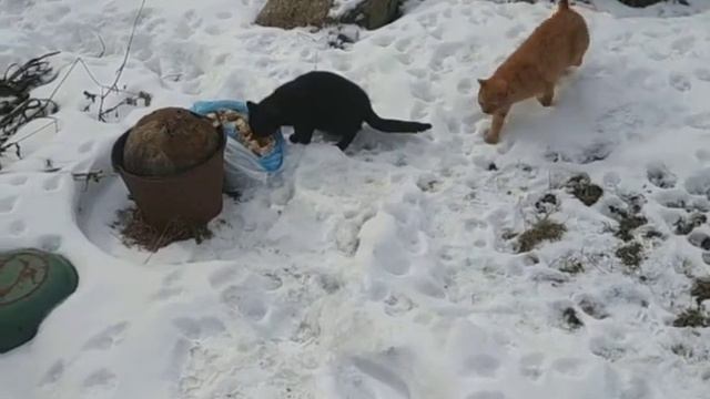 Отпугиватель собак. Реакция котов. смотреть онлайн