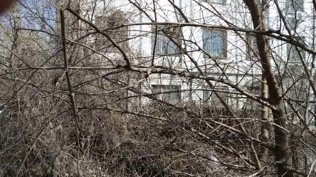 Сороки гнездо вьют смотреть онлайн