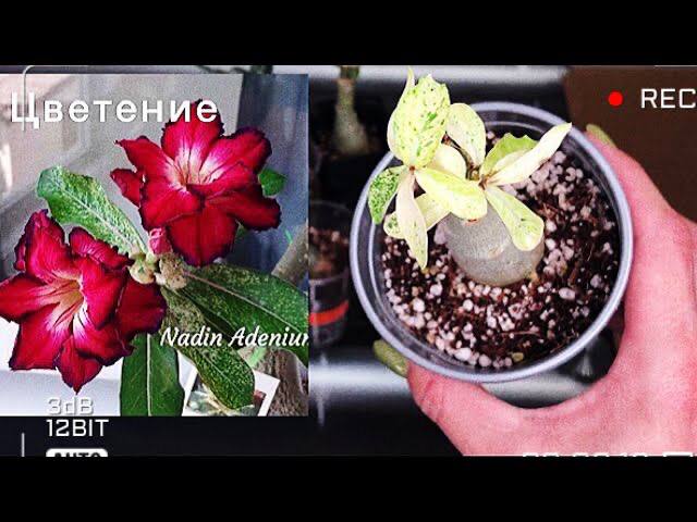 Адениум. Опять привалило счастье) Новые прививки адениума смотреть онлайн