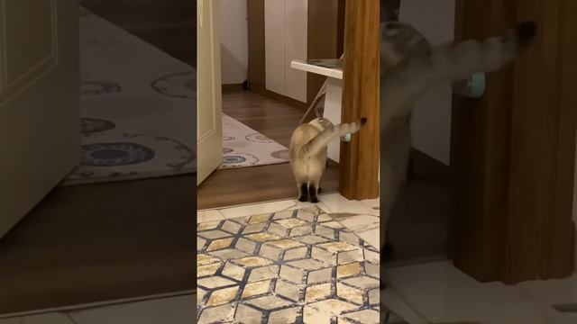 Злой ? Лёлик смотреть онлайн