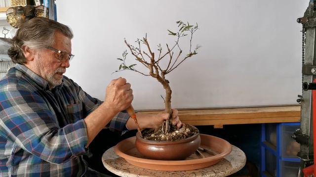 bonsai de acacia trasplante y remodelado, grúa y mesa torno 3r parte, смотреть онлайн