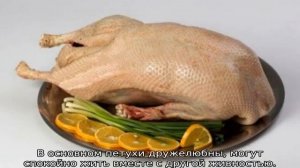 Венгерский великан (порода кур): описание