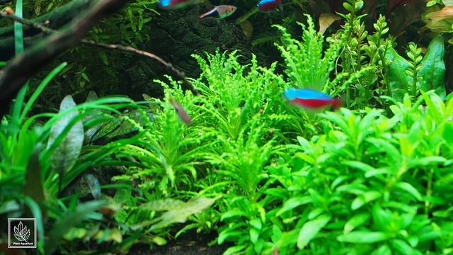 ПОГОСТЕМОН ХЕЛФЕРИ Pogostemon helferi смотреть онлайн