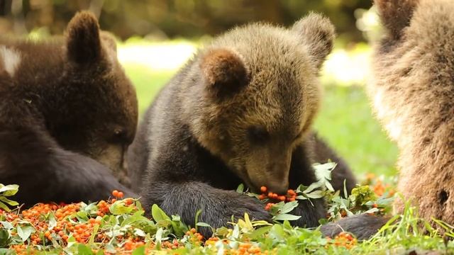 МЕДВЕЖАТА И КРАСНЫЕ ЯГОДКИ /BEAR CUBS AND ROWAN BERRIES смотреть онлайн