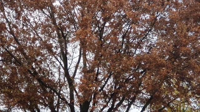 Аквариум Альтум Чёрный Неон смотреть онлайн