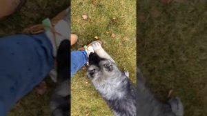 Воспитание щенка кавказской овчарки Аватара