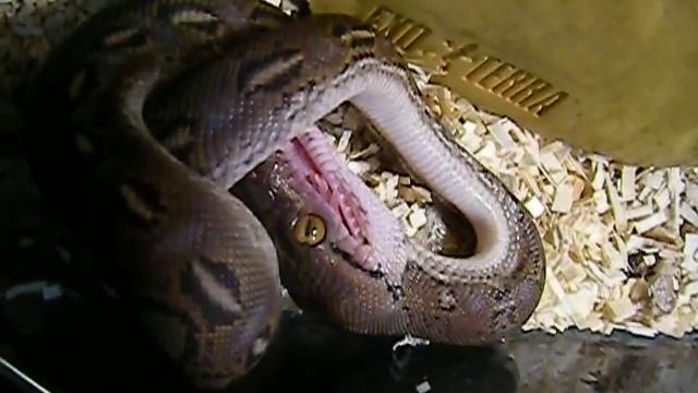 SD Reticulated Python eating a rat pinky. смотреть онлайн