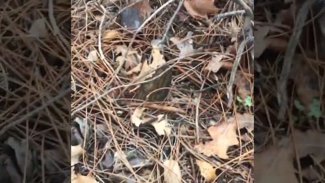 Kuzu Göbeği Avı (Morchella esculenta) смотреть онлайн