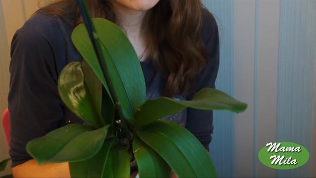 РАЗДЕЛЕНИЕ ДВОЙНОЙ ОРХИДЕИ смотреть онлайн