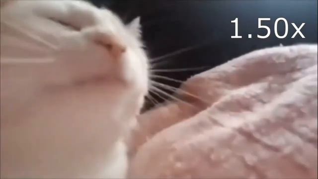 Кот флексит под Da Da Da (СКОРОСТЬ 999X) смотреть онлайн