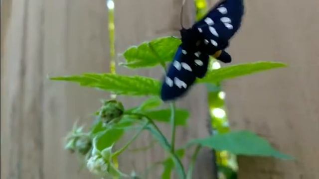 Ложная пестрянка черноусая, 21.06.2021 г. смотреть онлайн