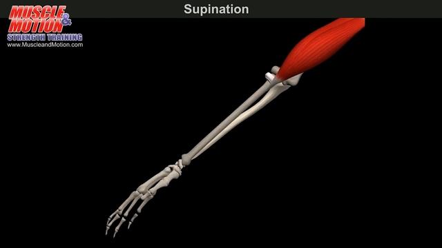 Подъем W- образной штанги на бицепс| Упражнение на БИЦЕПС смотреть онлайн