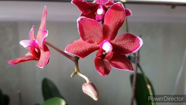 ОРХИДЕИ дома/Биг Лип, Цветёт по-другому Безымяшка/ Сильвия(Phalaenopsis Sylvia) 05.08.20. смотреть онлайн