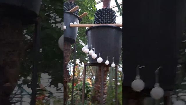 Субтропики в зимней Москве смотреть онлайн