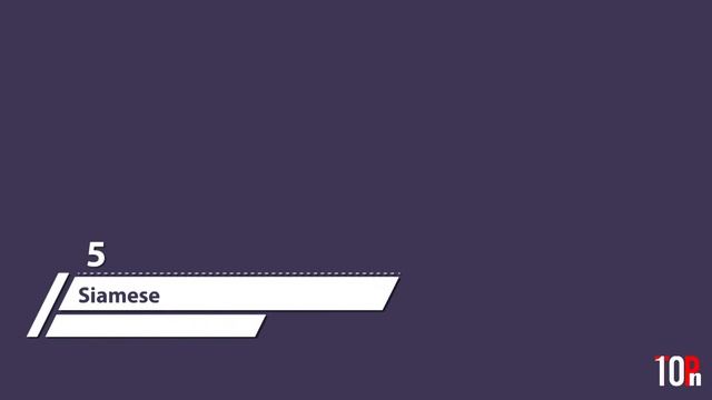 Top 10 Best Hypoallergenic Cat Breeds смотреть онлайн