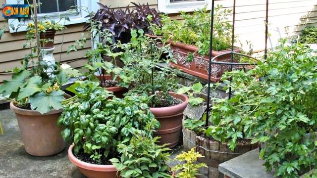 Контейнерные сады и огороды на маленьком участке. смотреть онлайн