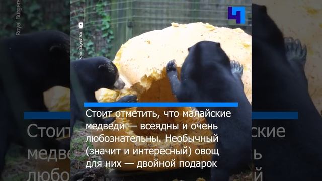 Пять малайских медведей полакомились гигантской тыквой смотреть онлайн
