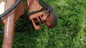 косим козлятник на тракторе т 40 ам с косилкой крн 2,1