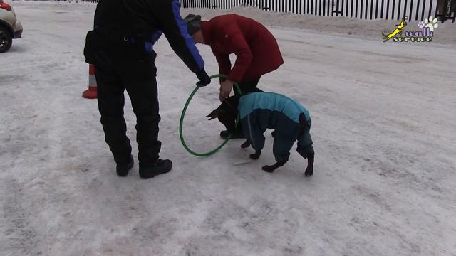 Риджбек прекрасное выполнение упражнения, доберман на пути к успеху, ОКД смотреть онлайн