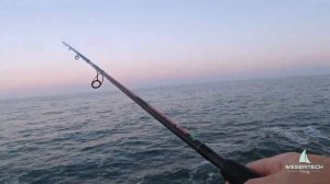 Ставрида на самодур. Ставрида как ловить с берега. Рыбалка на ставриду. Самодур на ставриду.