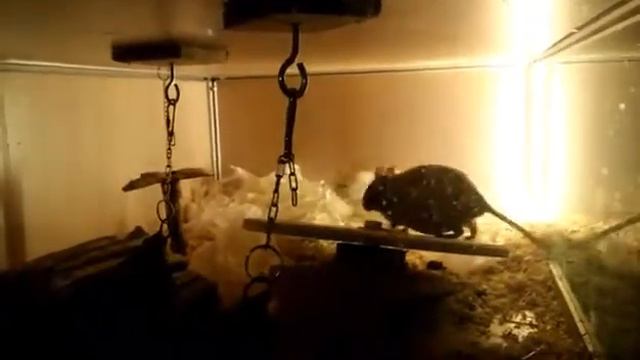 Арси смотреть онлайн