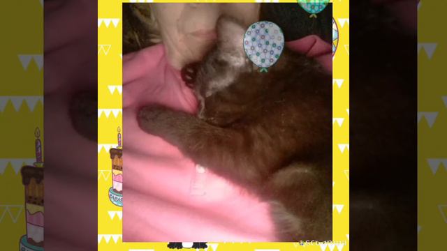 С днем рождения, котенок💖 смотреть онлайн