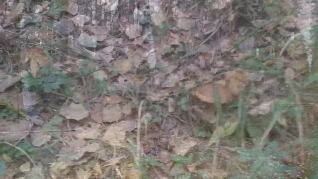 Золотая осень 2019 Едем собирать грибы смотреть онлайн