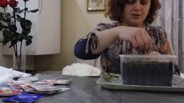 высеиваем ромашку пиретрум в домашних условиях на рассаду смотреть онлайн