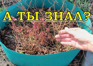 Как вырастить ГОЛУБИКУ из семян? Посев, рассада, пересадка в открытый грунт🌱🌱🌱