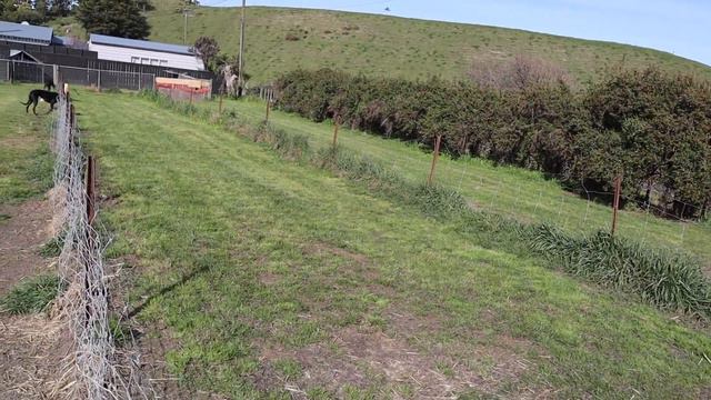 Episode 12: Sophie, Lisa & 10 Greyhound Puppies!! смотреть онлайн