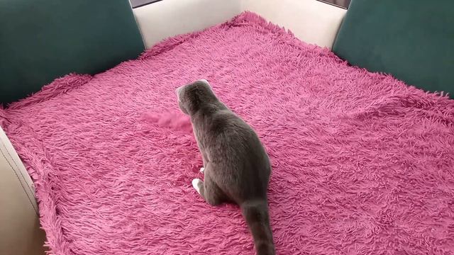 Кошка ищет котят смотреть онлайн