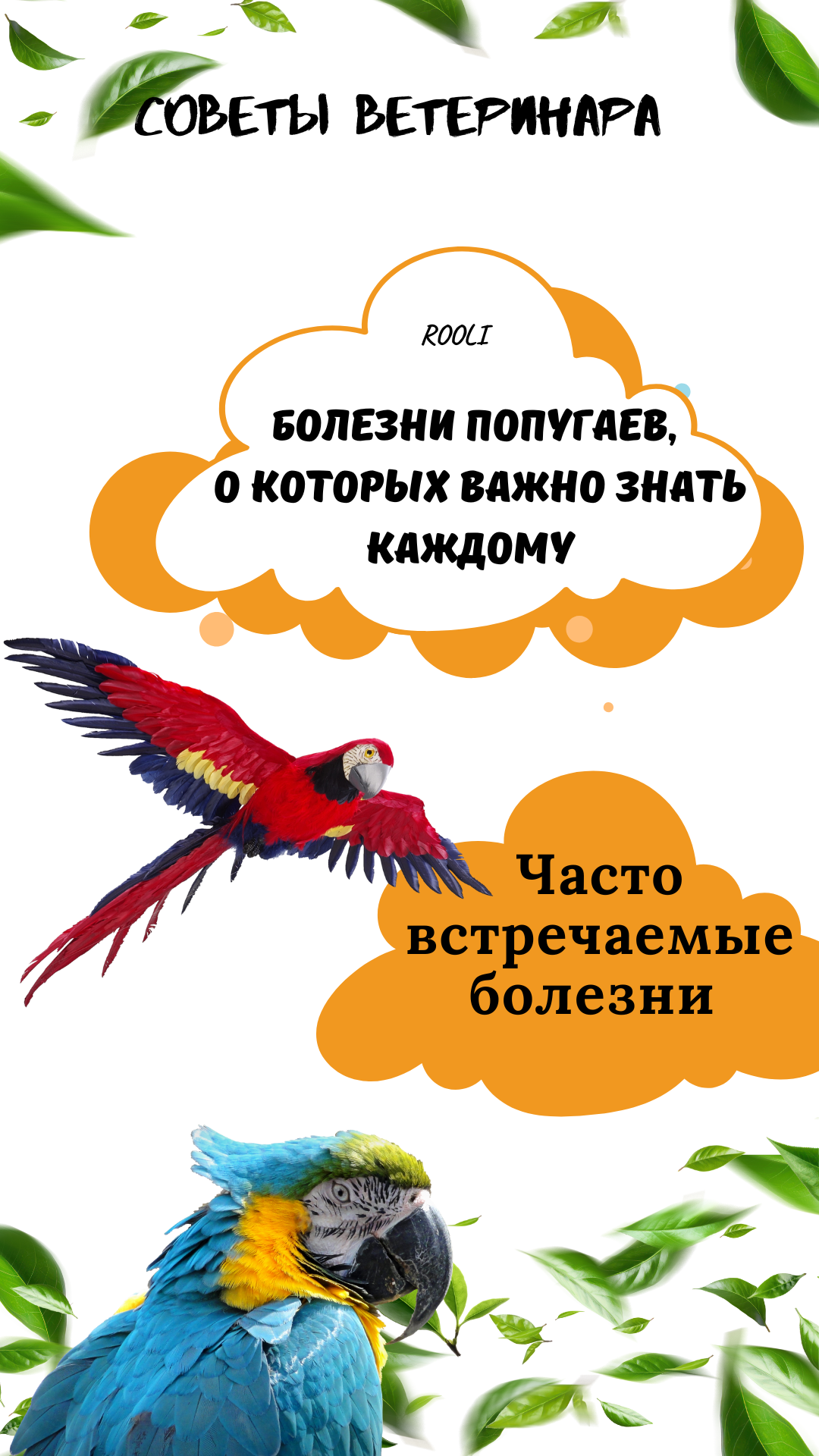 Часто встречаемые болезни попугаев, о которых важно знать. смотреть онлайн